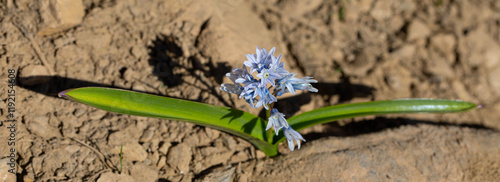 Obraz na płótnie Close up of small spring flower called Puschkinia Scilloides. w salonie