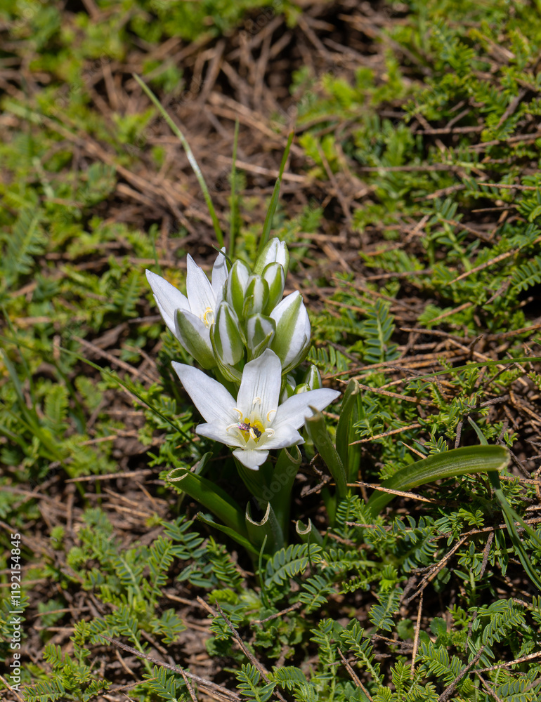 Dwarf star of Bethlehem (Ornithogalum oligophyllum) with erect flowerstalk bearing an open cluster of starry, white flowers in spring