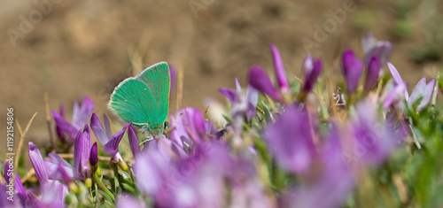 Obraz na płótnie green butterfly feeding on purple flower, Pfeiffer-s Green Hairstreak, Callophrys paulae w salonie