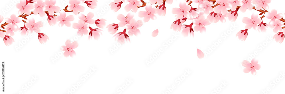 Fototapeta premium 桜 和柄 水彩 背景