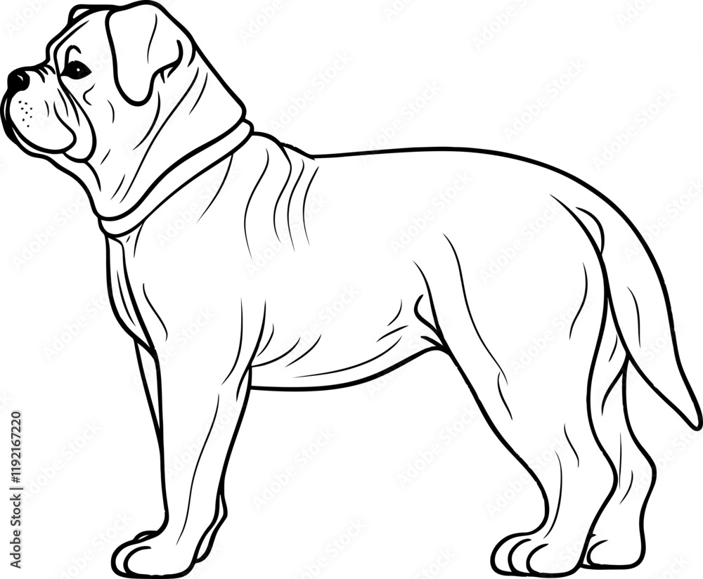 Fototapeta premium bulldog sketch drawing