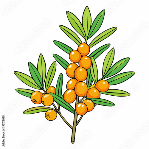 sea buckthorn isolated on white