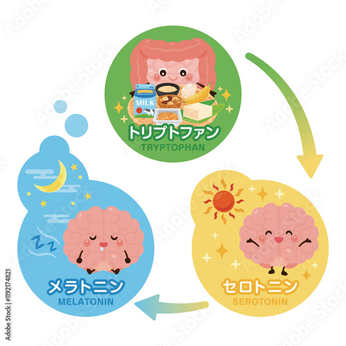 脳と腸のキャラクターと良質な睡眠サイクルのイラスト