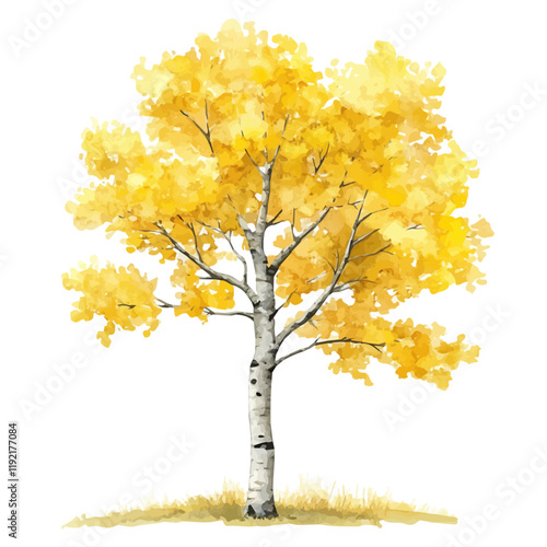 A watercolor painting of an Aspen tree, isolated on a white background. Aspen tree vector.
