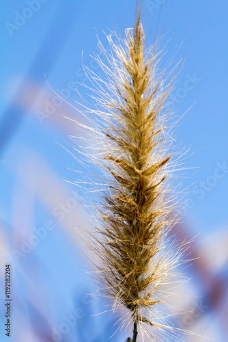 Wallpaper Mural Desho grass, Pennisetum pedicellatum, vintage style, decoration wedding day with sky Torontodigital.ca