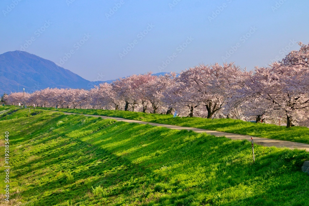 Fototapeta premium 大河津分水の桜並木(新潟県・燕市)