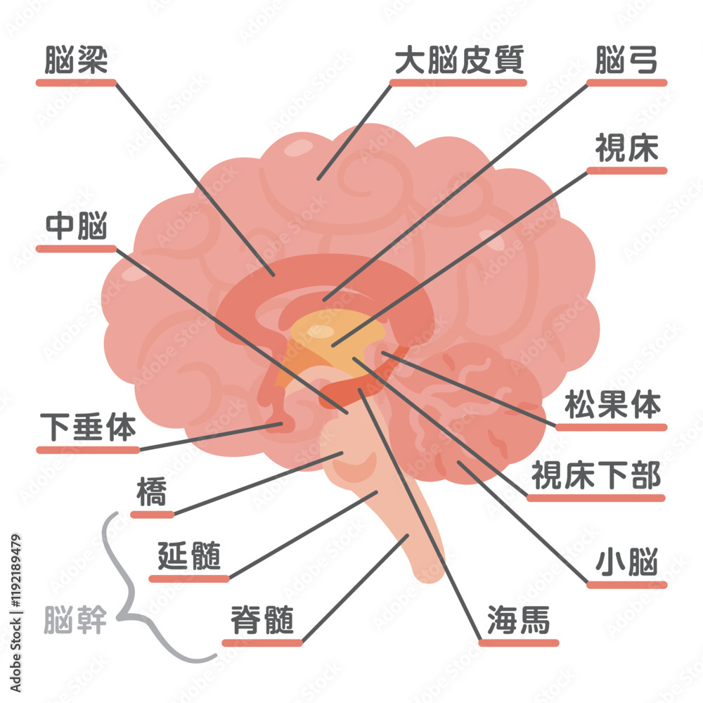Obraz premium 脳の構造イラスト2
