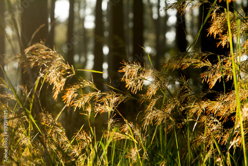Grass macro, grass field in sun backlight