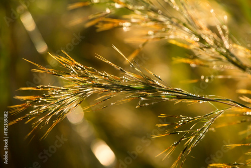 Grass macro, grass field in sun backlight