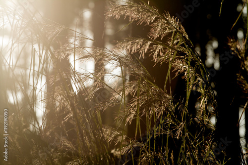 Grass macro, grass field in sun backlight