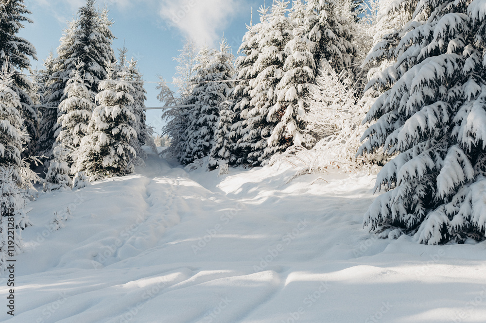 Journey Through a Winter Mountain Forest Exploring the Snowy Woods Journey Through a Winter Mountain Forest Exploring the Snowy Woods