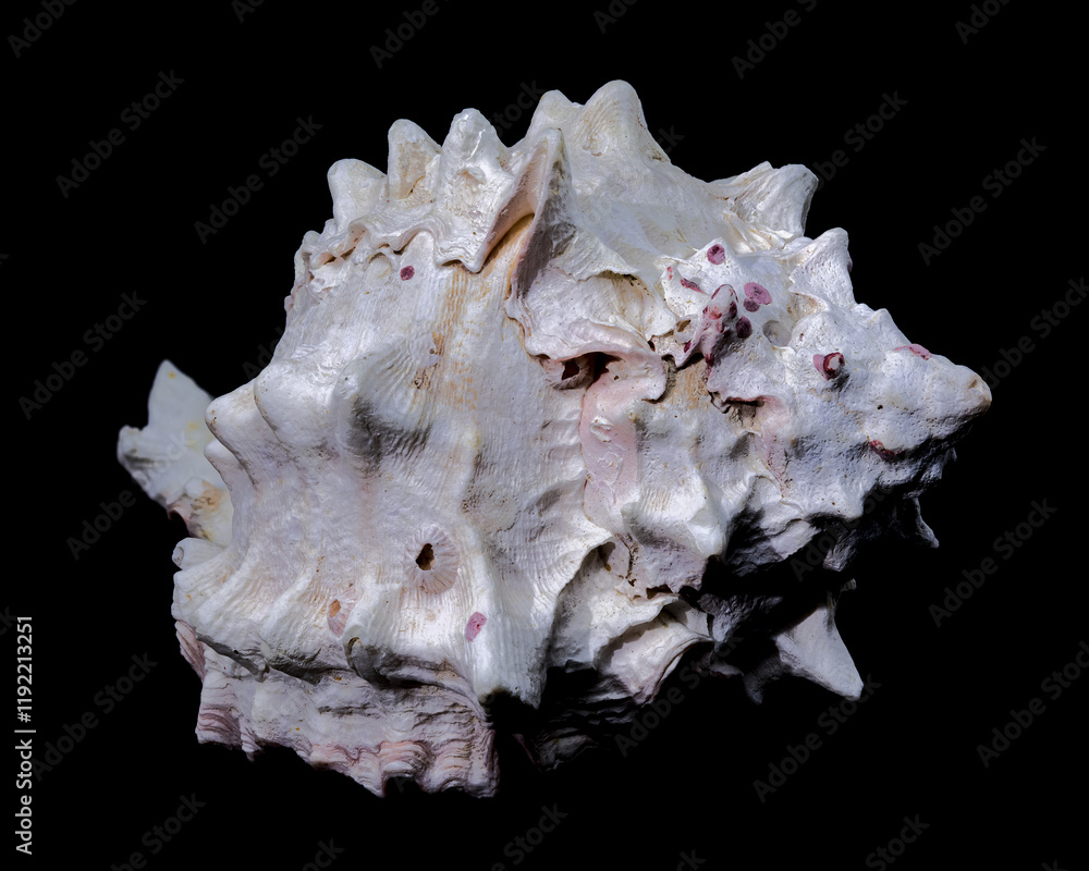 Red-mouthed Murex seashell on a black background Red-mouthed Murex seashell on a black background