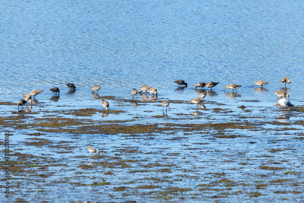 The Amazing Bird Life of the Pullao Wetlands. The Amazing Bird Life of the Pullao Wetlands.