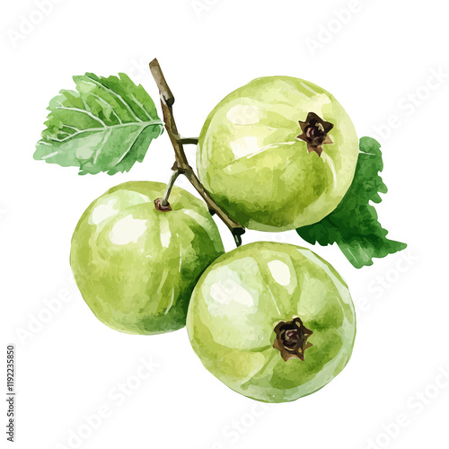 A watercolor of an amla fruit, isolated on a white background. Amla vector.
