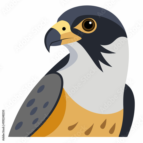 peregrine falcon illustration