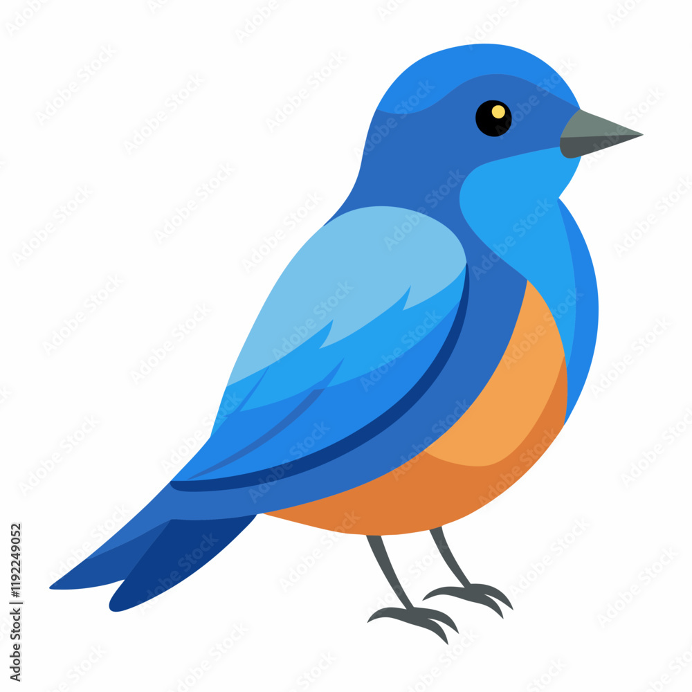 western bluebird vector western bluebird vector
