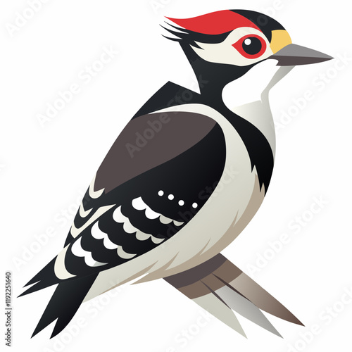 Foto downy woodpecker with white background
