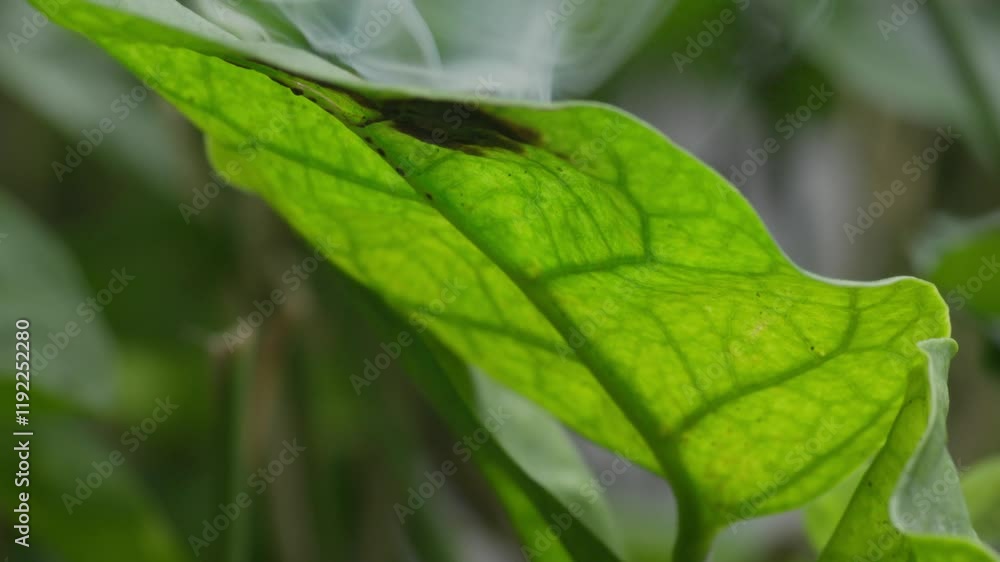 Extreme close-up of a flame penetrating and burning through a green leaf Extreme close-up of a flame penetrating and burning through a green leaf