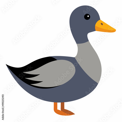 gadwall isolated on white