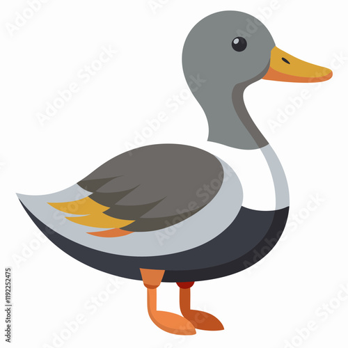 gadwall on white