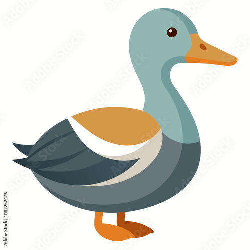 gadwall vector