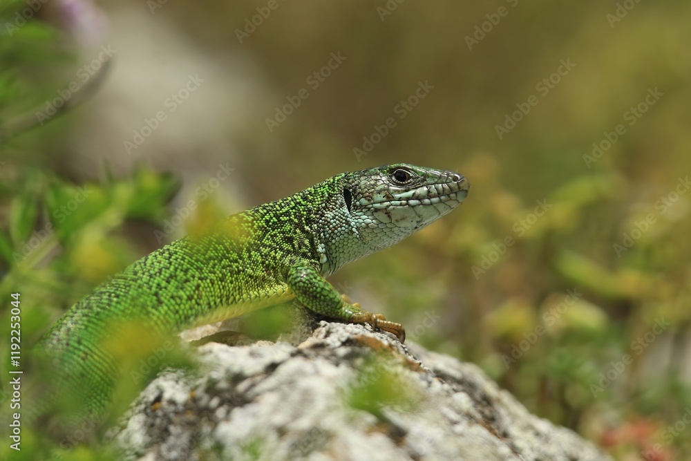 The European green lizard (Lacerta viridis) is a large lizard distributed across European midlatitudes from Slovenia and eastern Austria to as far east as the The European green lizard (Lacerta viridis) is a large lizard distributed across European midlatitudes from Slovenia and eastern Austria to as far east as the