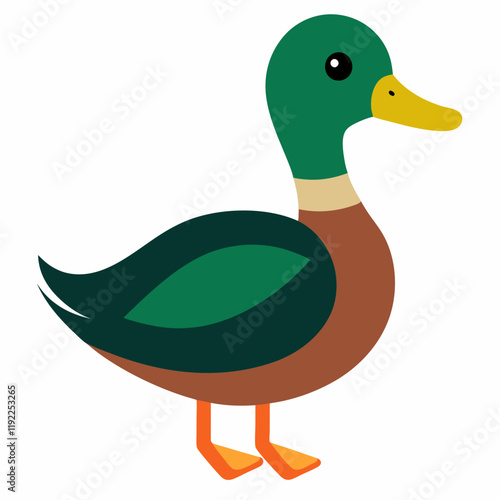 mallard duck illustration