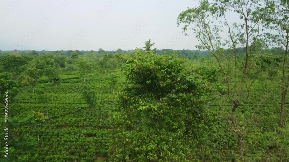 A large tea garden planted at the foothills of Darjeeling Himalayas for industrial scale tea production in a heritage tea estate in spring, Siliguri, West Bengal, Drone shot A large tea garden planted at the foothills of Darjeeling Himalayas for industrial scale tea production in a heritage tea estate in spring, Siliguri, West Bengal, Drone shot