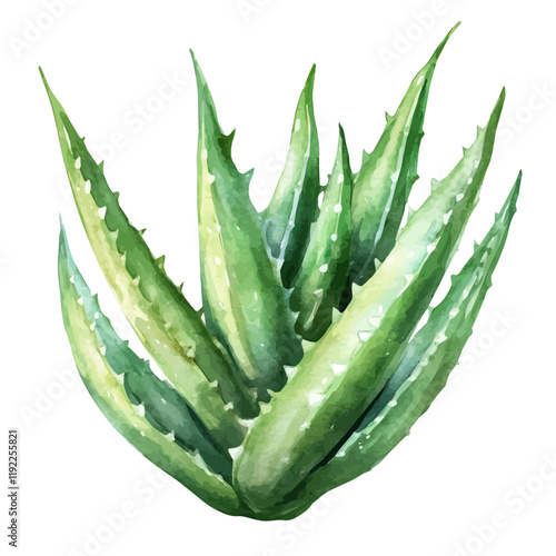 A watercolor clipart of an aloe vera plant, isolated on a white background. Aloe vera vector.
