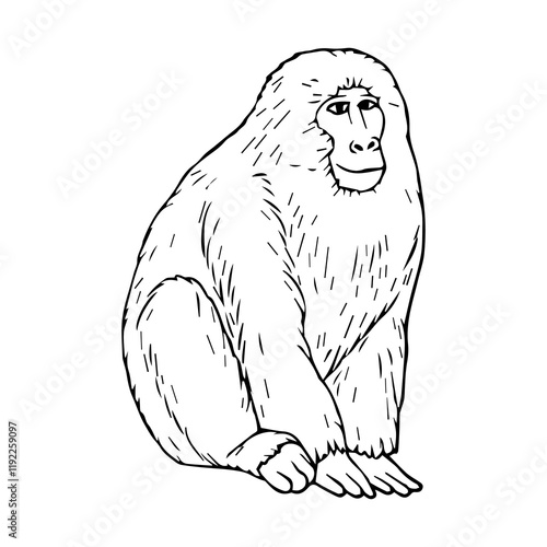 macaque line vector illustration