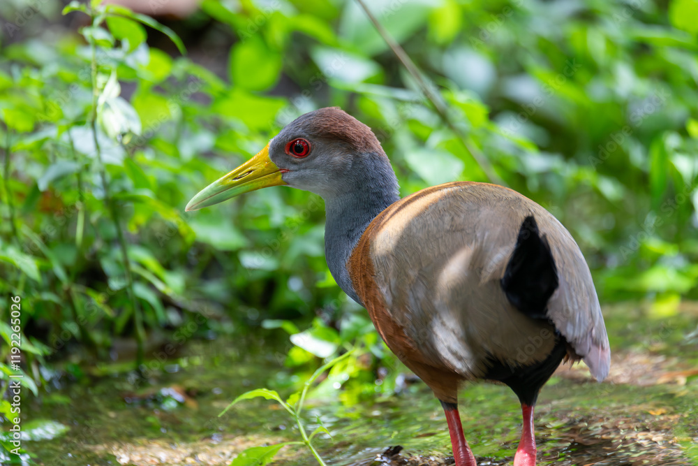 Fototapeta premium Grey-cowled wood rail or grey-necked wood rail (Aramides cajaneus),species of bird in the family Rallidae, the rails. La Fortuna, Volcano Arenal, Wildlife and birdwatching in Costa Rica.