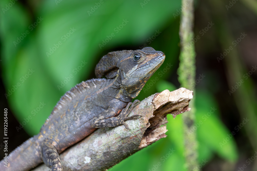 The common basilisk (Basiliscus basiliscus), species of lizard in the family Corytophanidae. La Fortuna Alajuela - Arenal, Costa Rica wildlife. The common basilisk (Basiliscus basiliscus), species of lizard in the family Corytophanidae. La Fortuna Alajuela - Arenal, Costa Rica wildlife.