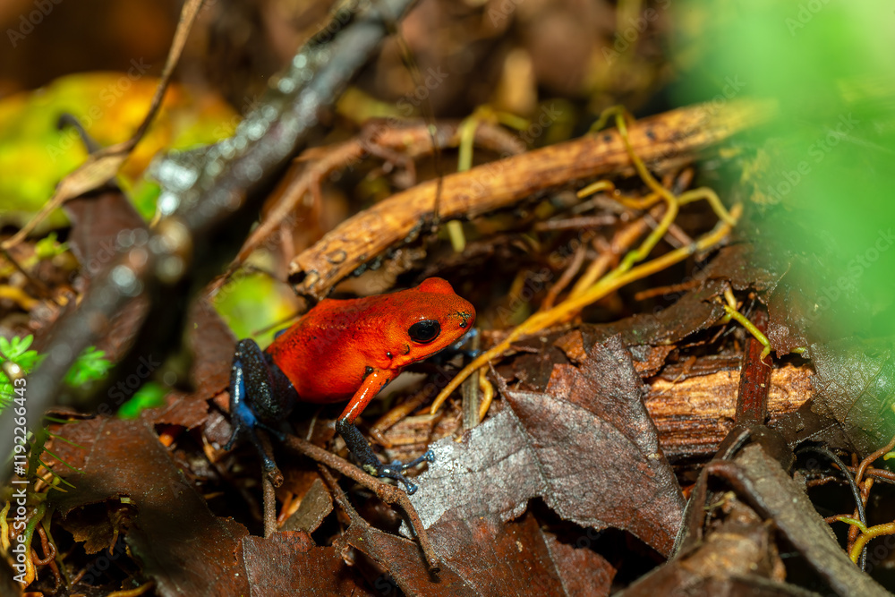 Obraz premium Strawberry poison-dart frog (Oophaga pumilio, formerly Dendrobates pumilio), species of small poison dart frog found in Central America. La Fortuna, Costa Rica wildlife