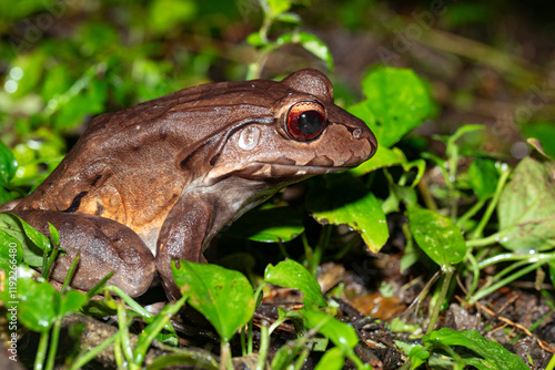 Savages thin-toed frog (Leptodactylus savagei), thin-toed frog species of leptodactylid frog, Refugio de Vida Silvestre Cano Negro, Costa Rica Wildlife photo