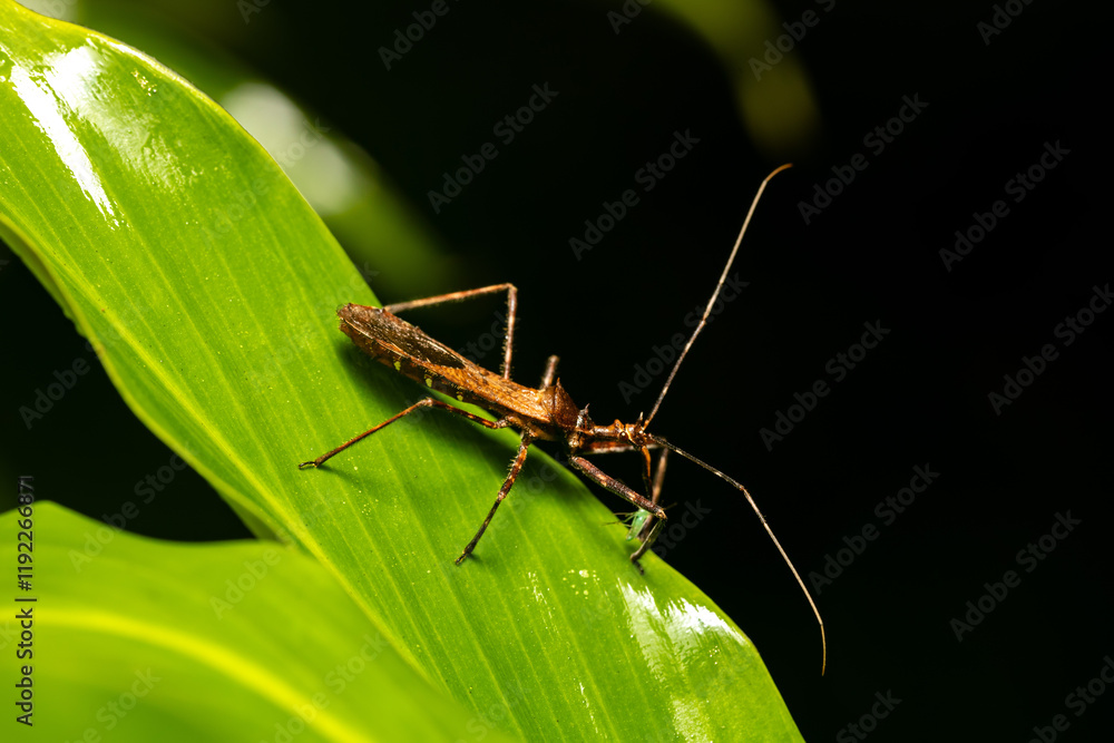 Reduviidae is a large cosmopolitan family of the order Hemiptera, true bugs or assassin bugs. Refugio de Vida Silvestre Cano Negro, Costa Rica wildlife. Reduviidae is a large cosmopolitan family of the order Hemiptera, true bugs or assassin bugs. Refugio de Vida Silvestre Cano Negro, Costa Rica wildlife.