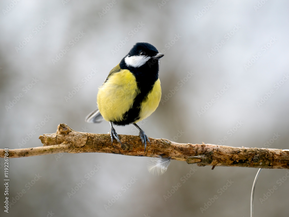 Fototapeta premium Kohlmeise (Parus major)