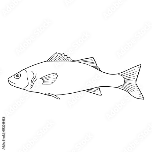 sea bass fish line vector illustration