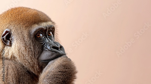 Thoughtful gorilla portrait against a soft background photo