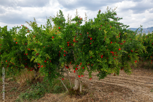 Pomegranate flowers ripe po...