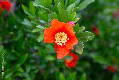 Obraz na płótnie Pomegranate flowers ripe pomegranate flower on pomegranate tree selective focus w salonie