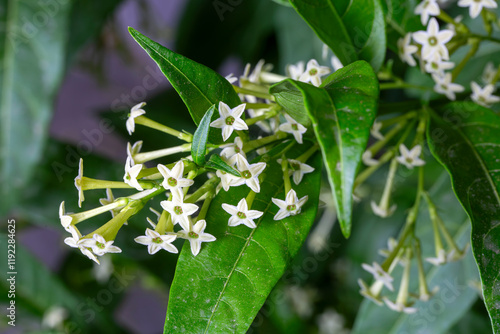 Cestrum nocturnum or Night Blooming Jasmine, the plant wich have scent in the night photo