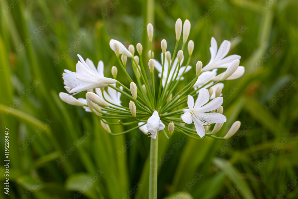 African lily (Agapanthus) Fireworks blooms on an exhibition in May