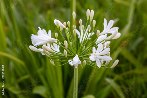 Obraz na płótnie African lily (Agapanthus) Fireworks blooms on an exhibition in May w salonie