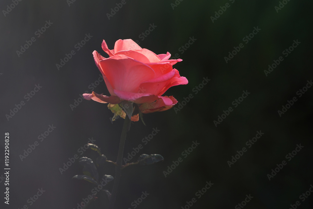 backlit beautiful pink rose in garden backlit beautiful pink rose in garden