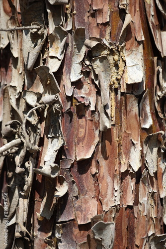 bark texture of Hesperocyparis arizonica (Arizona cypress) photo