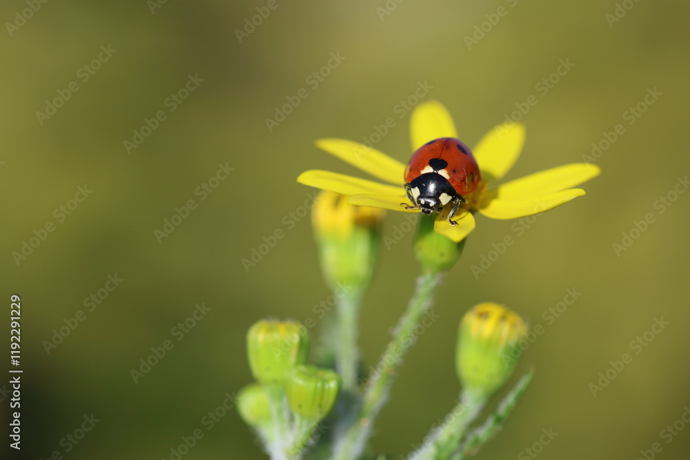 close up of seven spotted ladybug close up of seven spotted ladybug