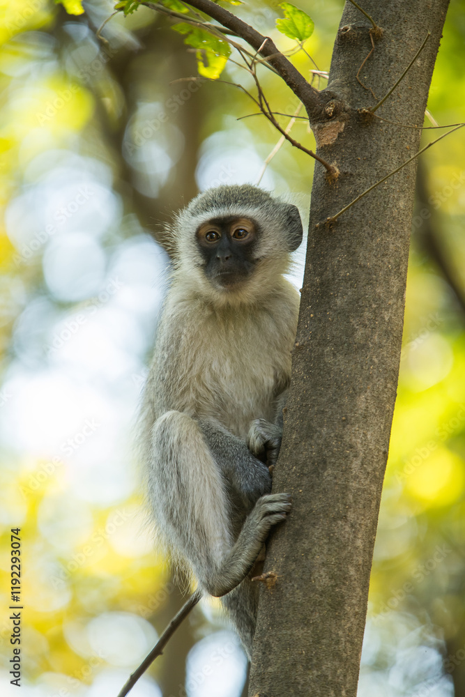 Naklejka premium A vervet monkey sitting in a tree