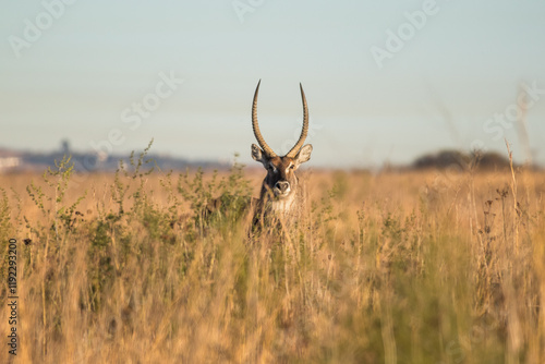 Photography A waterbuck sticking out of the tall grass