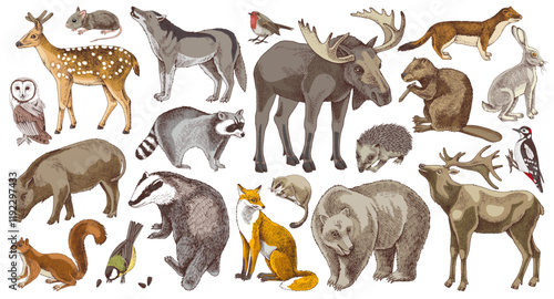 Hand drawn colorful forest animals collection