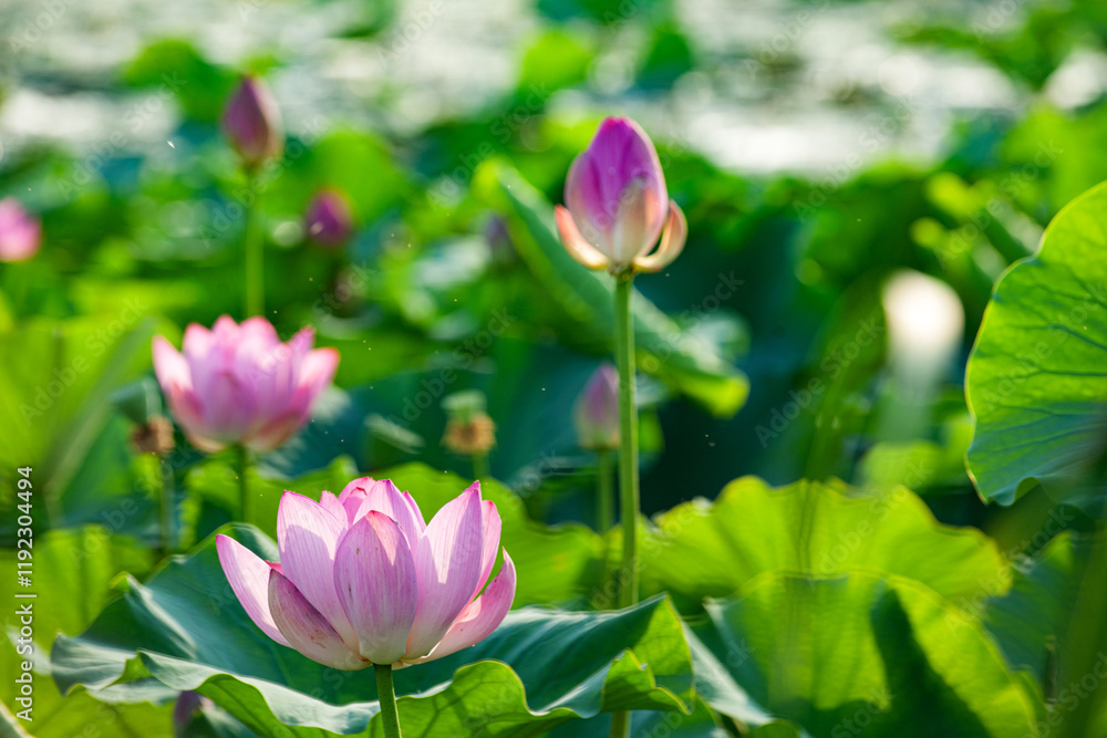 In summer, red lotus flowers are particularly bright against the backdrop of green lotus leaves In summer, red lotus flowers are particularly bright against the backdrop of green lotus leaves